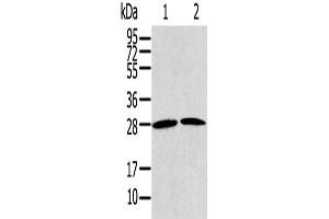Western Blotting (WB) image for anti-Related RAS Viral (R-Ras) Oncogene Homolog 2 (RRAS2) antibody (ABIN2430778) (RRAS2 Antikörper)
