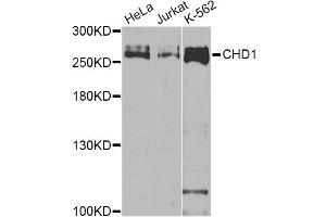 Western blot analysis of extracts of various cell lines, using CHD1 Antibody (ABIN5975217) at 1/1000 dilution.