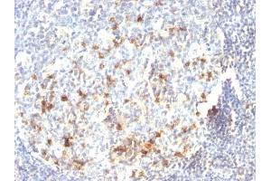 Formalin-fixed, paraffin-embedded human Tonsil stained with CD57 Monoclonal Antibody (HNK-1). (CD57 Antikörper)