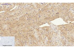 Immunohistochemical analysis of paraffin-embedded mouse heart tissue. (SYN1 Antikörper)