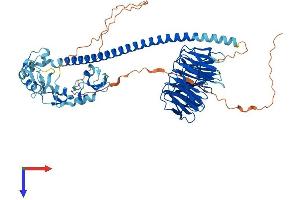TRAF7 Protein (AA 1-670) (His tag)