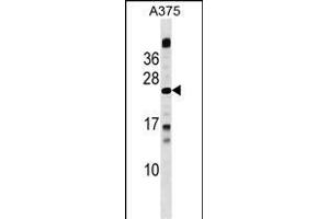 MBD3L1 Antibody (C-term) (ABIN1536775 and ABIN2849751) western blot analysis in  cell line lysates (35 μg/lane). (MBD3L1 Antikörper  (C-Term))
