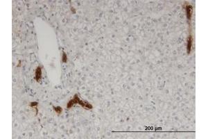 Image no. 1 for anti-Calpain 9 (CAPN9) (AA 591-691) antibody (ABIN599520) (Calpain 9 Antikörper  (AA 591-691))