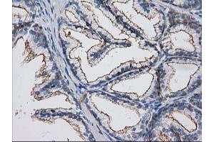 Image no. 4 for anti-Protein Kinase C and Casein Kinase Substrate in Neurons 3 (PACSIN3) antibody (ABIN1500007) (PACSIN3 Antikörper)