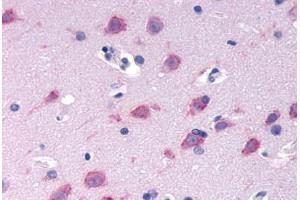 Anti-GPRC6A antibody  ABIN1048920 IHC staining of human brain, neurons and glia.