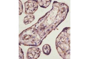 (ABIN6243319 and ABIN6578857) staining TGFBR3 in human placenta tissue sections by Immunohistochemistry (IHC-P - paraformaldehyde-fixed, paraffin-embedded sections). (TGFBR3 Antikörper  (AA 285-319))