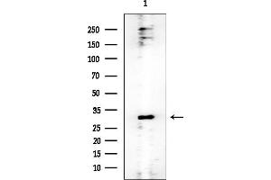 Western blot analysis of lysates from Rat testis, using 14-3-3 epsilon Mouse Monoclonal Antibody at 1/1000 dilution.