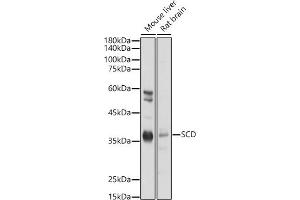 Western blot analysis of extracts of various cell lines, using SCD antibody (ABIN7270589) at 1:1000 dilution. (SCD Antikörper  (C-Term))