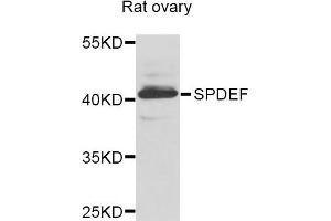 Western blot analysis of extracts of Rat ovary cells, using SPDEF antibody. (SPDEF/PSE Antikörper)