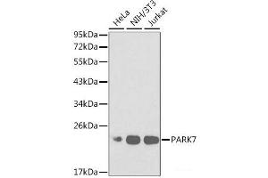 Western blot analysis of extracts of various cell lines using PARK7 Polyclonal Antibody at dilution of 1:1000. (PARK7/DJ1 Antikörper)