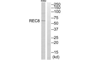 Western blot analysis of extracts from K562 cells, using REC8 antibody. (REC8 Antikörper  (Internal Region))