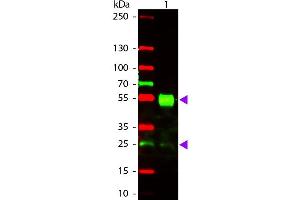 Western Blotting (WB) image for Goat anti-Mouse IgG (Heavy & Light Chain) antibody (Texas Red (TR)) - Preadsorbed (ABIN101770)