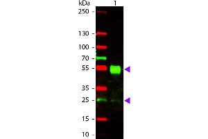 Western Blot of Goat anti-Mouse IgG Texas Red Conjugated Antibody. (Ziege anti-Maus IgG (Heavy & Light Chain) Antikörper (Texas Red (TR)) - Preadsorbed)