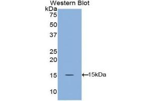 Detection of Recombinant ANGPT1, Canine using Polyclonal Antibody to Angiopoietin 1 (ANGPT1) (Angiopoietin 1 Antikörper  (AA 148-266))