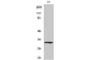 Western Blotting (WB) image for anti-X-Ray Repair Complementing Defective Repair in Chinese Hamster Cells 2 (XRCC2) (C-Term) antibody (ABIN3177958) (XRCC2 Antikörper  (C-Term))