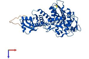 LAP3 Protein (AA 1-519) (His tag)