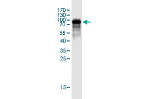 Western Blot detection against Immunogen (73 KDa) . (ANKS4B Antikörper  (AA 1-417))