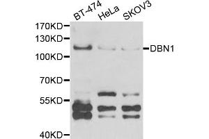 Western blot analysis of extracts of various cell lines, using DBN1 antibody (ABIN5973773) at 1/1000 dilution. (DBN1 Antikörper)