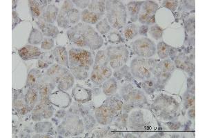 Immunoperoxidase of monoclonal antibody to TRIM35 on formalin-fixed paraffin-embedded human salivary gland. (TRIM35 Antikörper  (AA 394-493))