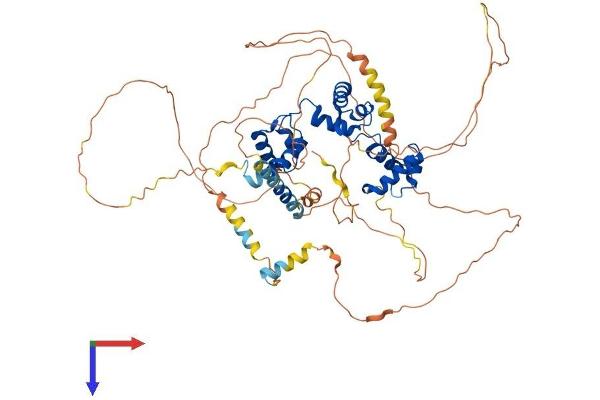 MYB Protein (AA 1-636) (His tag)
