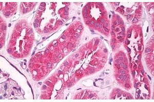 Anti-UNC5CL antibody IHC staining of human kidney. (UNC5CL Antikörper  (AA 40-70))