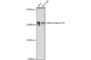 Western blot analysis of extracts of various cell lines, using Neurofilament M antibody (ABIN7268864) at 1:1000 dilution. (NEFM Antikörper)