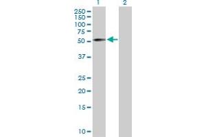 Western Blot analysis of ZNF136 expression in transfected 293T cell line by ZNF136 MaxPab polyclonal antibody. (ZNF136 Antikörper  (AA 1-540))