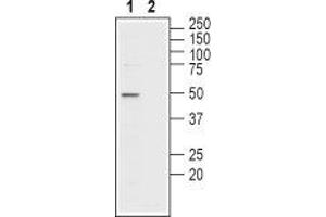 Western blot analysis of mouse testis membranes: - 1. (SLC16A7 Antikörper  (C-Term, Intracellular))