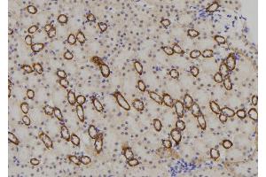 ABIN6273369 at 1/100 staining Mouse kidney tissue by IHC-P. (NBPF4 Antikörper)