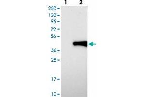 Western blot analysis of Lane 1: Negative control (vector only transfected HEK293T lysate), Lane 2: Over-expression Lysate (Co-expressed with a C-terminal myc-DDK tag (~3. (TOR1B Antikörper)