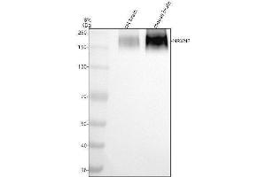 Western blot analysis of NRXN2 using anti-NRXN2 antibody (ABIN7825587).