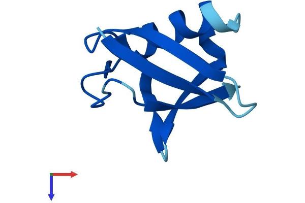 UBL5 Protein (AA 1-73) (Fc Tag)