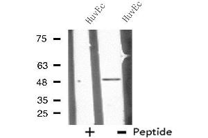 Western blot analysis of extracts from HuvEc cells, using CHST10 antibody. (CHST10 Antikörper  (Internal Region))