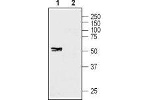 Western blot analysis of human SH-SY5Y neuroblastoma cell lysate: - 1. (GJC1 Antikörper  (Intracellular))