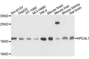 Western blot analysis of extracts of various cell lines, using HPCAL1 antibody. (HPCAL1 Antikörper  (AA 1-193))