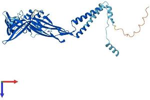 P2RX1 Protein (AA 1-399) (His tag)
