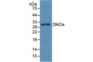 Detection of Recombinant MHCDRa, Simian using Monoclonal Antibody to HLA Class II Histocompatibility Antigen, DR Alpha Chain (HLA-DRA) (HLA-DRA Antikörper  (AA 28-232))