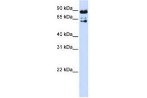 Image no. 1 for anti-Peptidylprolyl Isomerase Domain and WD Repeat Containing 1 (PPWD1) (AA 540-589) antibody (ABIN6741295) (PPWD1 Antikörper  (AA 540-589))