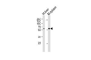Western blot analysis of lysates from mouse liver, mouse spleen tissue lysate (from left to right), using Srms Antibody (Center) (ABIN6244149 and ABIN6577895). (SRMS Antikörper  (AA 113-147))