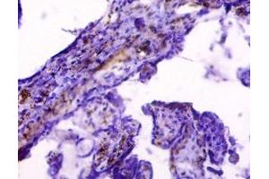Immunohistochemistry (IHC) image for anti-HLA Class I Histocompatibility Antigen, alpha Chain G (HLAG) (AA 25-337) antibody (ABIN7155551)
