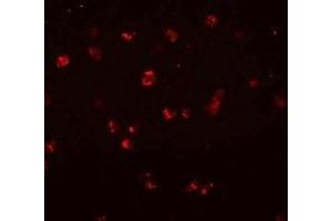 Immunofluorescence (IF) image for anti-NLR Family, CARD Domain Containing 3 (NLRC3) (Middle Region) antibody (ABIN1031024) (NLRC3 Antikörper  (Middle Region))