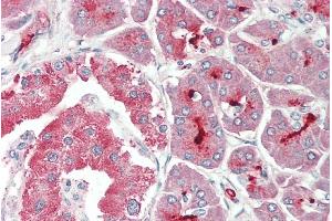 ABIN2613387 (5µg/ml) staining of paraffin embedded Human Pancreas. (ASIC1 Antikörper  (C-Term))