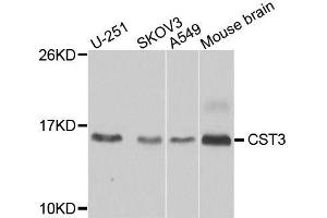 Western blot analysis of extracts of various cell lines, using CST3 antibody. (CST3 Antikörper  (AA 27-146))