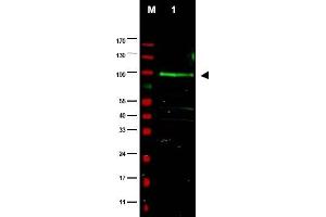 Image no. 1 for anti-F-Box Protein 9 (FBXO9) (AA 431-447) antibody (ABIN401331) (FBXO9 Antikörper  (AA 431-447))