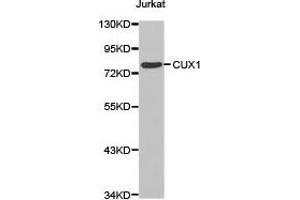 Western Blotting (WB) image for anti-Cut-Like Homeobox 1 (CUX1) antibody (ABIN1872123) (CUX1 Antikörper)