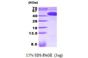 SDS-PAGE (SDS) image for serpin Peptidase Inhibitor, Clade A (Alpha-1 Antiproteinase, Antitrypsin), Member 5 (SERPINA5) (AA 20-406) protein (His tag) (ABIN667752)