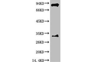 Western blot analysis of Mouse Brain Tissue with HIF-1 β/ARNT Mouse mAb diluted at 1:2,000. (ARNT Antikörper)