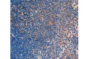 IHC-P analysis of Mouse Tissue, with DAB staining. (FLT3LG Antikörper  (AA 27-189))