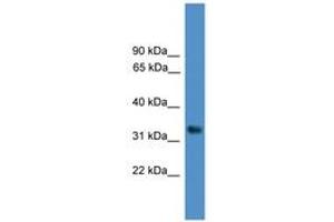 Image no. 1 for anti-WD Repeat Domain 5 (WDR5) (AA 41-90) antibody (ABIN6745448) (WDR5 Antikörper  (AA 41-90))