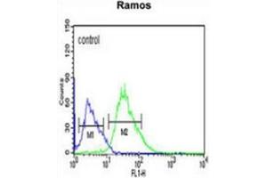 Flow cytometric analysis of Ramos cells (right histogram) compared to a negative control cell (left histogram) using PHTNS  Antibody , followed by FITC-conjugated goat-anti-rabbit secondary antibodies. (KIAA1949 Antikörper  (N-Term))